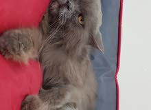 British Female Cat British Female Cat