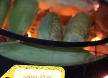 مركب مع صاجية