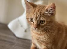 male kitten male kitten