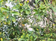 (للبيع شجرة الليمون ثامر 200 درهم ). ولدينا جميع انواع النباتات