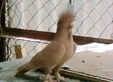 أنثي مقطوم اصفر ما شاء الله للبيع أنثي مقطوم اصفر ما شاء الله للبيع