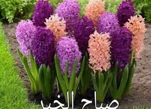 دليل ا مرشد سياحي دليل ا مرشد سياحي
