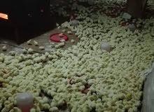 صيصان أبيض لاحم صيصان أبيض لاحم