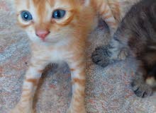 sale for one day (thursday) beautiful kittens ages with huge tails sale for one day (thursday) beautiful kittens ages with huge tails