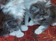 شيرازيه ب850 شيرازيه ب850