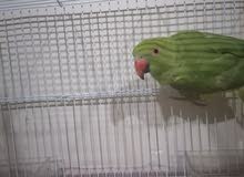 للبيع متوه للتواصل على للبيع متوه للتواصل على