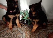 deux chiots males berger allemand a vendre races pure poil long deux chiots males berger allemand a vendre races pure poil long