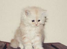 Shiriazy Kitten For Sell