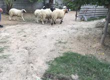 خرفان للبيع خرفان للبيع