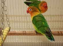 2 LOVE BIRDS (MALE AND FEMALE) + CAGE + BOX TRAY + TOYS + NEST STRINGS