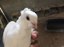 حمامه كشك حمامه كشك