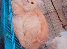 قط شيرازي ذكر قط شيرازي ذكر