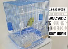 2 Birds Budgies (Female & Male) 2 Birds Budgies (Female & Male)