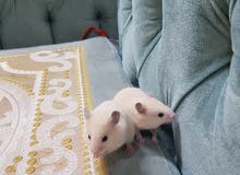 Baby Hamsters 1 month old for sale Baby Hamsters 1 month old for sale
