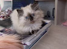 Himalayan chocolate female for sale Himalayan chocolate female for sale