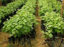نباتات طبيعية وصناعة للبيع ورود زينية ارخص الاسعار في الأردن