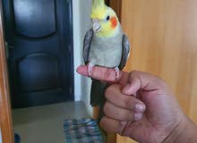 tame singing cockatiel tame singing cockatiel