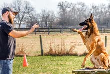 dog trainer مدرب كلاب dog trainer مدرب كلاب