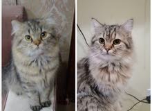 قطط عدد 2 للتبني قطط عدد 2 للتبني