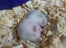 5 Campbell Hamster Babies 5 Campbell Hamster Babies