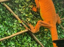 Red Iguana