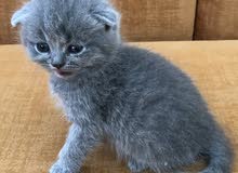 Scottish fold female short hair Scottish fold female short hair