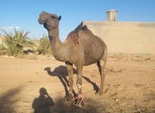 عشرين ناقه بي جملهن عشره امولدات او تسعه لقحات للبيع عشرين ناقه بي جملهن عشره امولدات او تسعه لقحات للبيع
