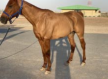 Horses Horses