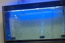 Veltail Marble Angel for sale Veltail Marble Angel for sale