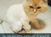قط شيرازي اليف جدا منتج وانتاجه جميل قط شيرازي اليف جدا منتج وانتاجه جميل