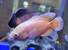 oscar fishes 4.5 inches oscar fishes 4.5 inches
