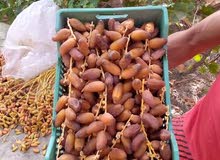 دقلة النور دقلة النور