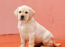 LABRADOR RETRIEVER CREAM LABRADOR RETRIEVER CREAM