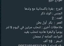 للبيع بقرة للبيع بقرة