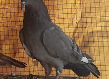 محتاج تور نفس لبصوره لعنه انه اشتري كون من لبصره محتاج تور نفس لبصوره لعنه انه اشتري كون من لبصره