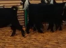 10 معزاء عوارض اصل مضاريع ودفيع للبيع في رماح 10 معزاء عوارض اصل مضاريع ودفيع للبيع في رماح