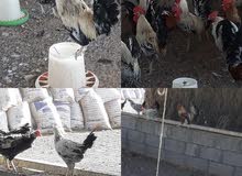 دجاج للبيع دجاج للبيع