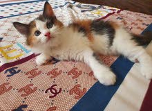 kitten kitten