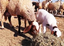 نعجه كيف بتجمع تحتها زوز حواله تبارك الرحمن نعجه ربايه نعجه كيف بتجمع تحتها زوز حواله تبارك الرحمن نعجه ربايه