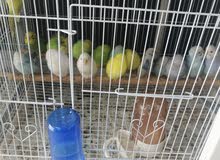 جميع انواع الطيور جميع انواع الطيور