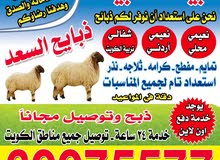 للبيع غنم للبيع غنم