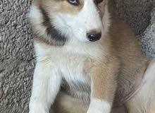 Husky puppies  2 month for sale