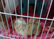 Hamsters for sale Hamsters for sale