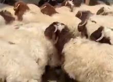 للبيع
النوع الحلال:زبایع نعيمي
العدد:20 راس للبيع
النوع الحلال:زبایع نعيمي
العدد:20 راس