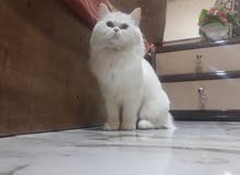 قطه للتزاوج قطه للتزاوج