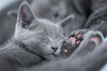 Russian Blue Kitten pair Of them Russian Blue Kitten pair Of them