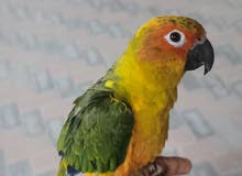 صن كنيور صن كنيور