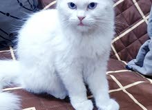 قطه انثى شيرازي قطه انثى شيرازي