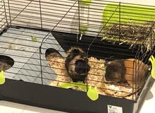 Guinea pigs for sale- 2 with cage Guinea pigs for sale- 2 with cage