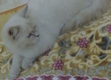 للبيع قطه للبيع قطه